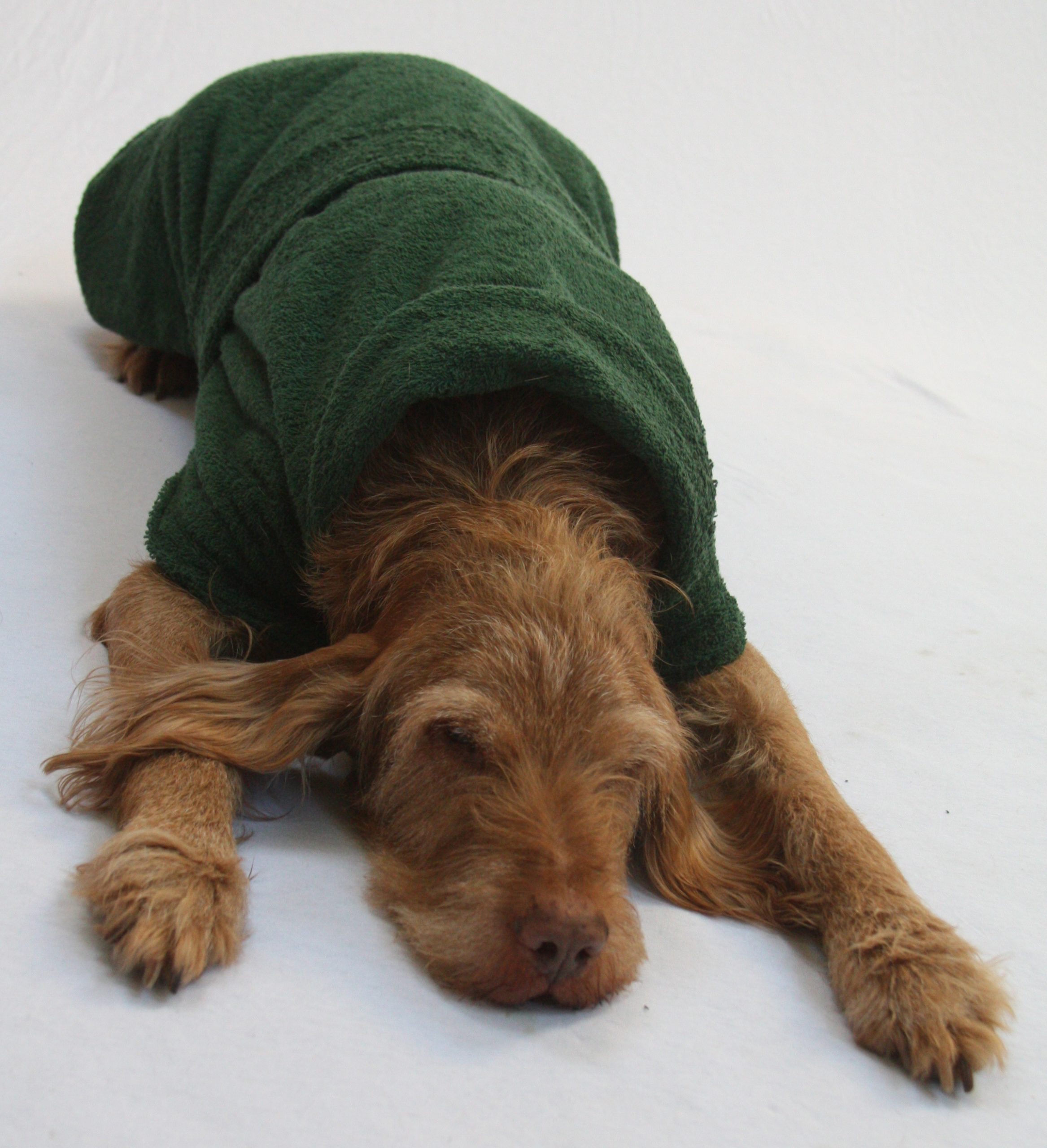 Towel Dog Dry Coats Dogs & Co