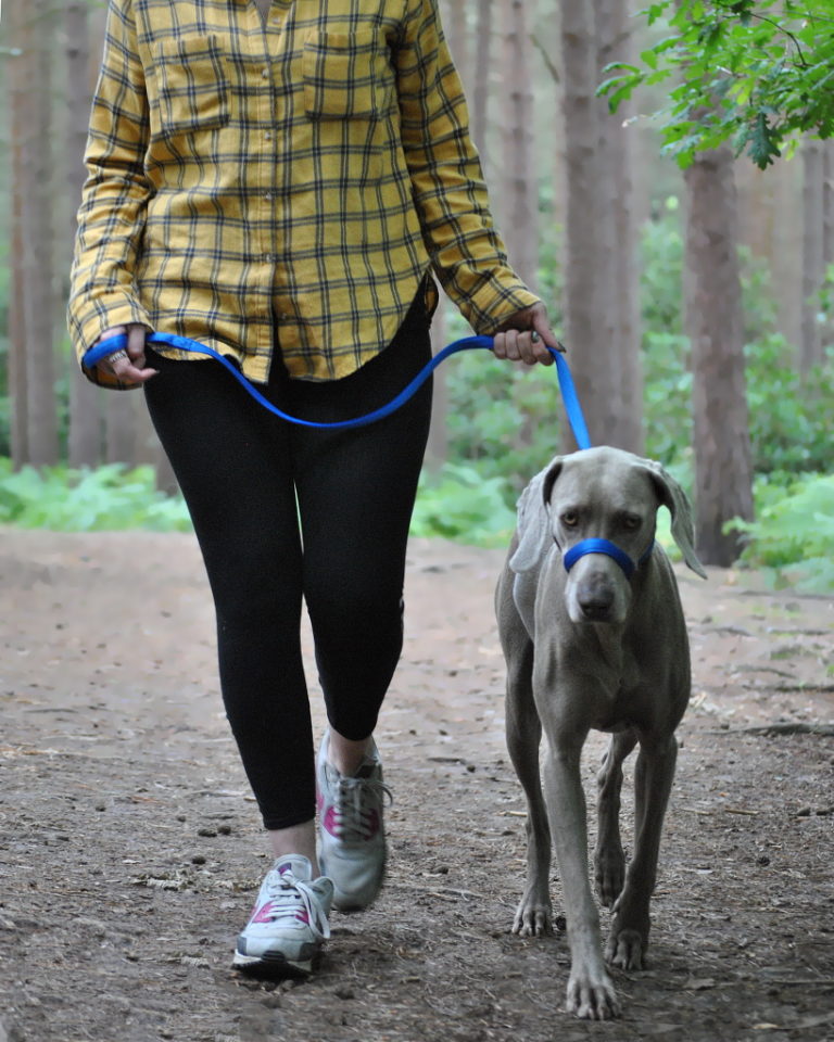 UniWalker Figure of 8 Training Lead Dogs & Co