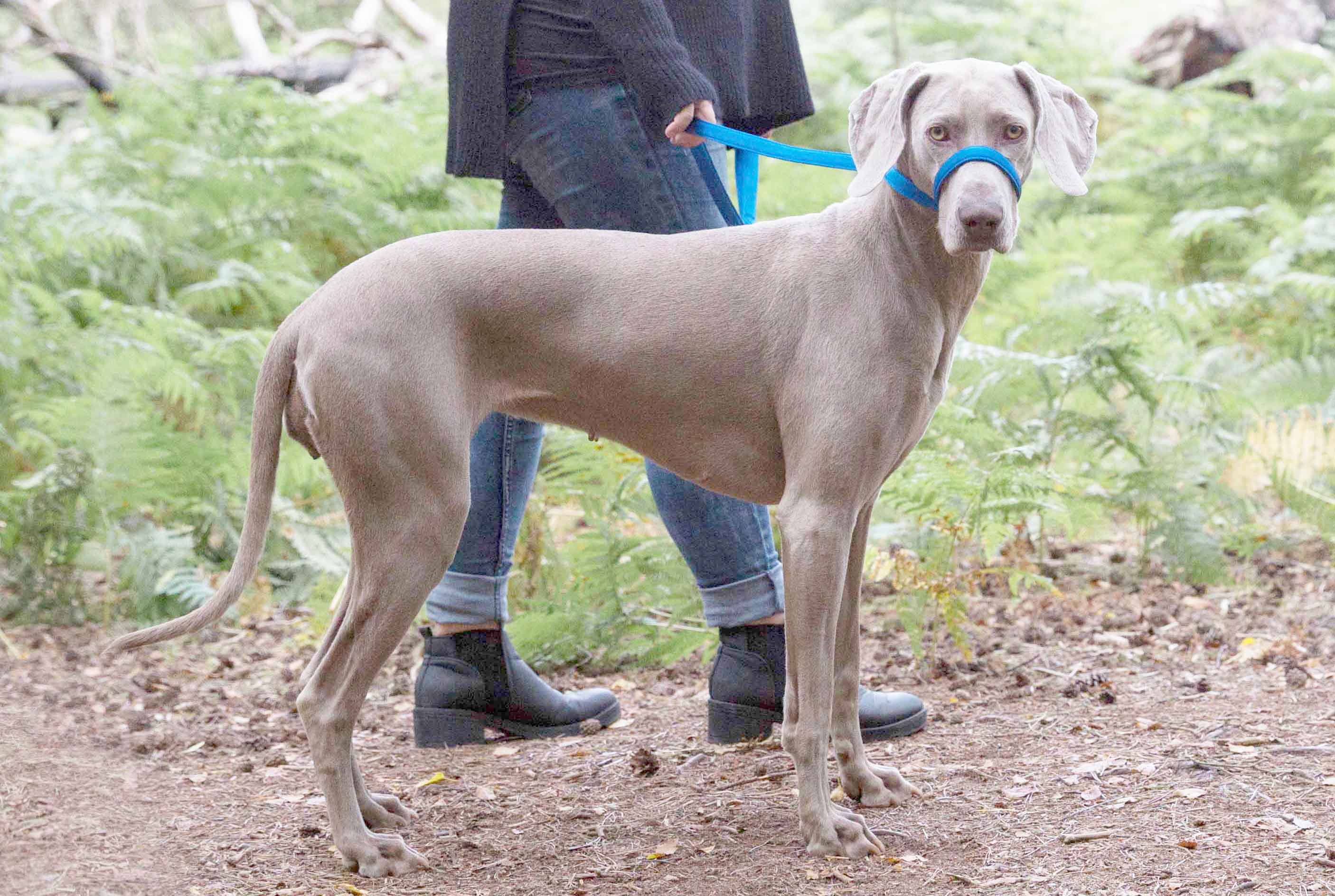 figure of 8 dog leads