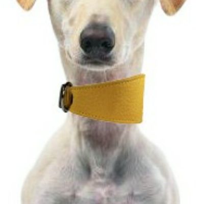 LUXE Leather Tapered Hound Collars – Mustard Yellow