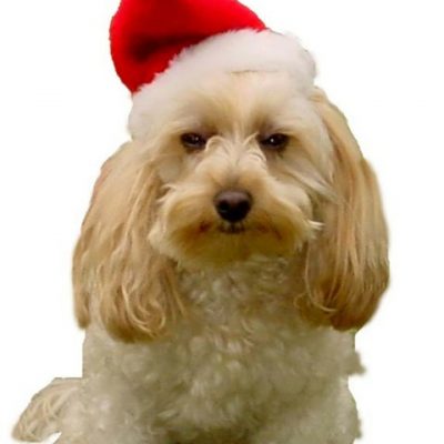 Christmas Santa Dog Hats