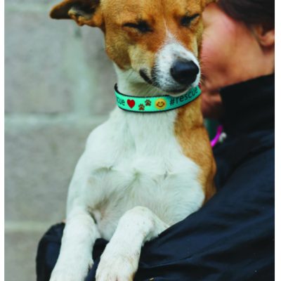 Ribbon Dog Collars – Rescue