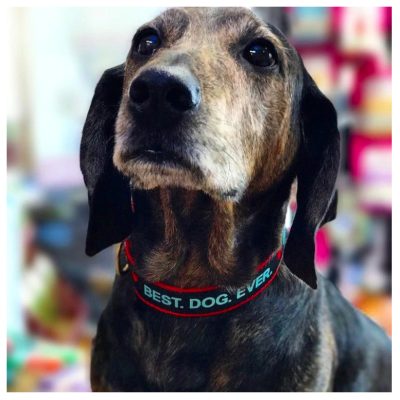 Ribbon Dog Leads – Best Dog Ever