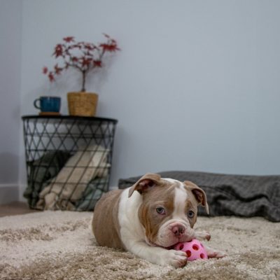 Flashing Light Up Dog Toy