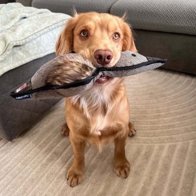 Tweed Duck Dog Toy