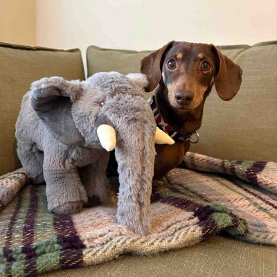 Ellie the Elephant Eco Dog Toy