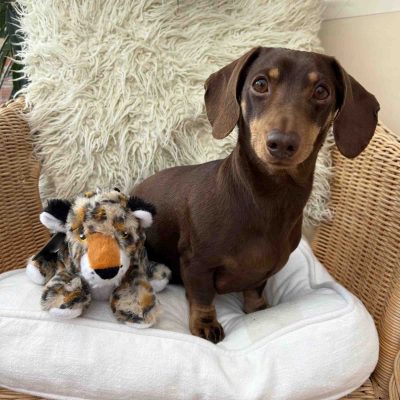 Lola the Leopard Mini Eco Dog Toy