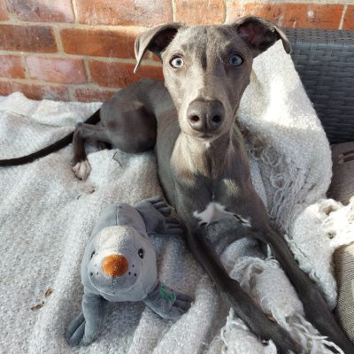 Sammy the Seal Eco Dog Toy